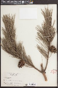 Pinus echinata image