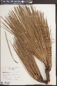 Pinus australis image