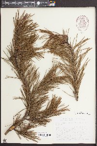 Pinus pungens image