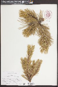 Pinus pungens image