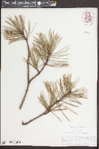 Pinus pungens image