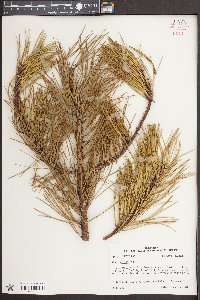 Pinus rigida image