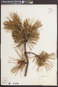 Pinus rigida image