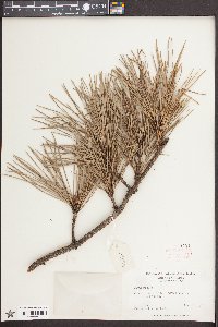 Pinus rigida image