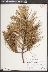 Pinus rigida image