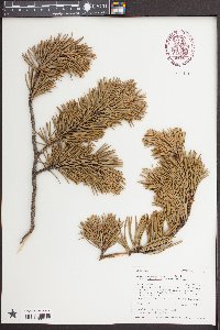 Pinus contorta var. latifolia image