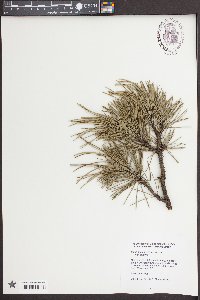 Pinus contorta var. contorta image