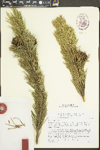 Pinus mugo image