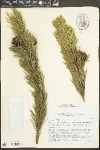 Pinus mugo image