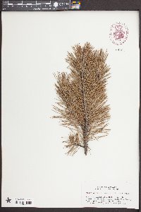 Pinus contorta image