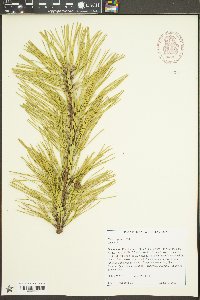 Pinus rigida image