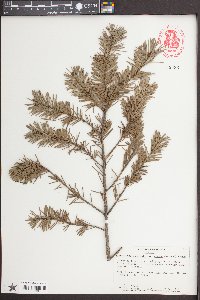 Pseudotsuga menziesii image