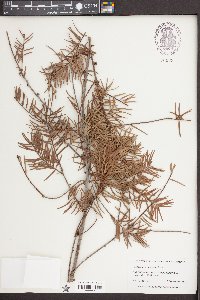 Pseudotsuga sinensis image