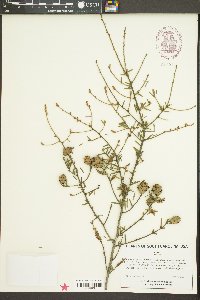 Tsuga canadensis image