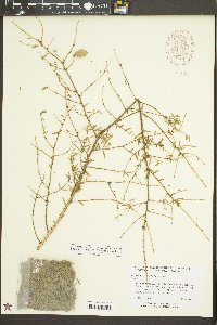 Tsuga canadensis image