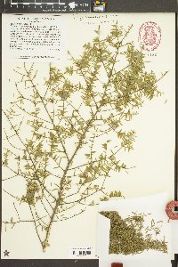 Tsuga canadensis image