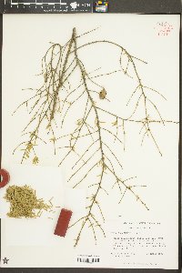 Tsuga canadensis image