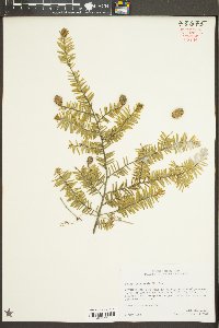 Tsuga canadensis image