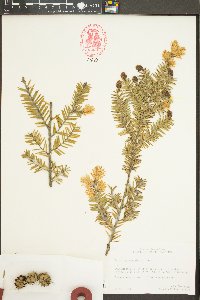 Tsuga canadensis image