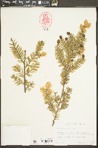 Tsuga canadensis image