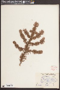 Tsuga canadensis image