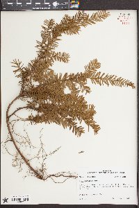 Taxus canadensis image