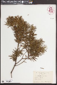 Taxus cuspidata image