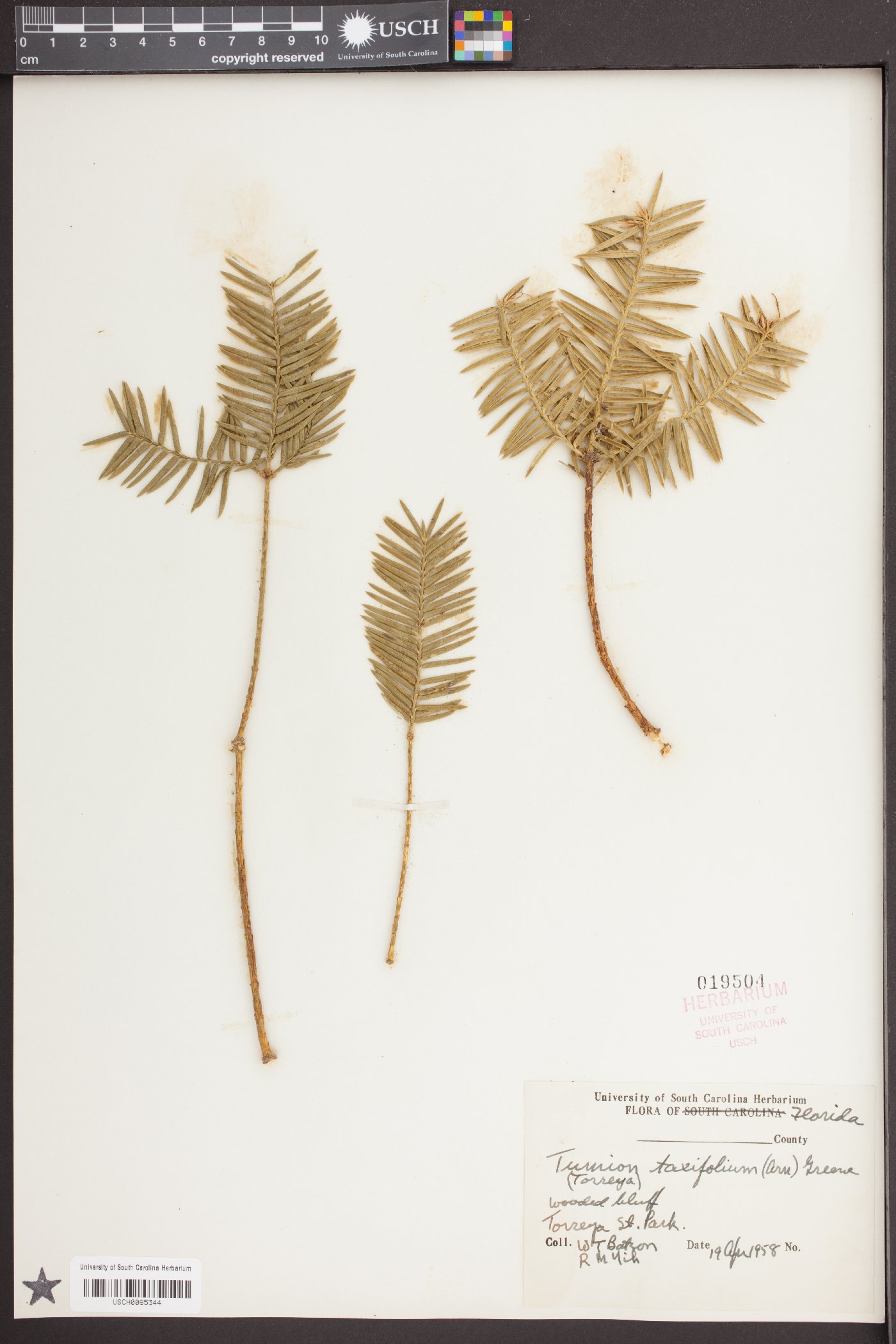 Tumion taxifolium image