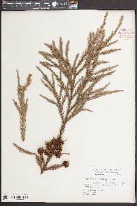 Cryptomeria japonica image