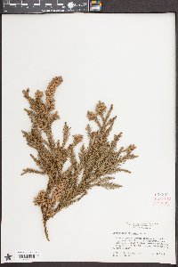 Cryptomeria japonica image