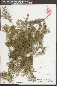 Metasequoia glyptostroboides image