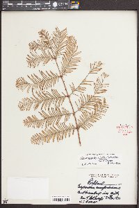 Metasequoia glyptostroboides image