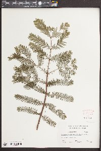 Metasequoia glyptostroboides image