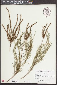 Taxodium ascendens image