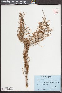 Taxodium ascendens image