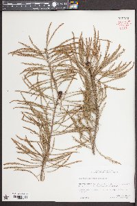 Taxodium ascendens image