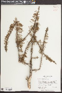 Taxodium ascendens image