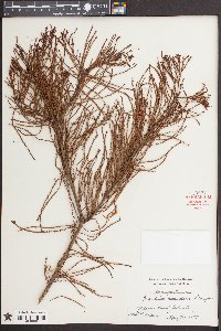 Taxodium ascendens image