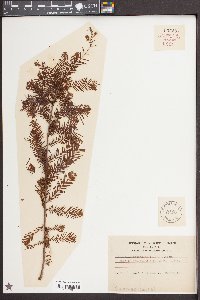 Taxodium ascendens image