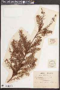 Taxodium ascendens image