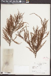 Taxodium ascendens image