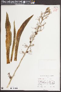 Manfreda virginica image