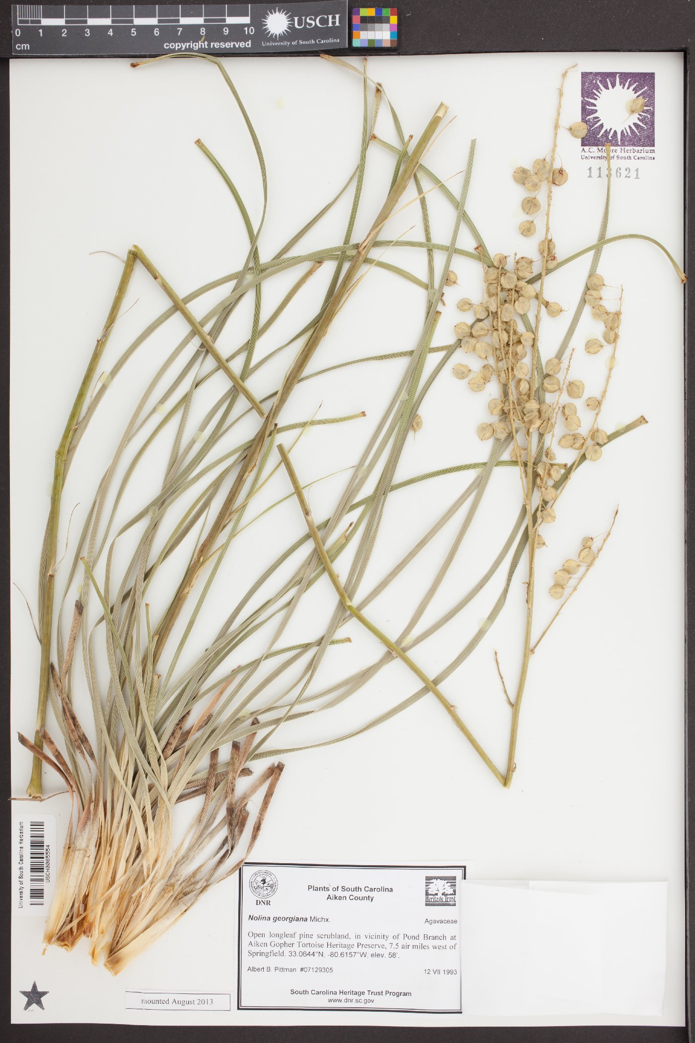Nolina georgiana image