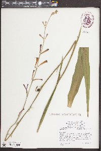 Polianthes geminiflora image