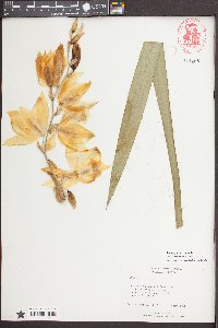 Yucca filamentosa image