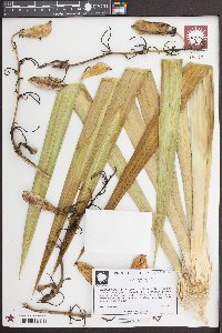 Yucca aloifolia image