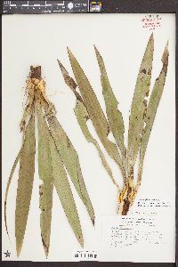 Yucca filamentosa image