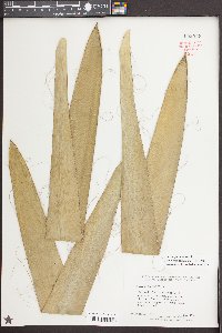 Yucca filamentosa image