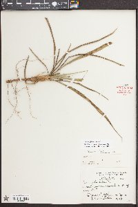 Yucca filamentosa image