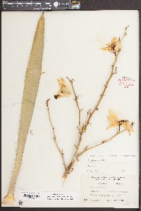 Yucca filamentosa image